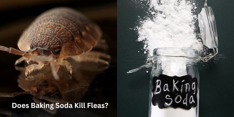 Does Baking Soda Kill Fleas?