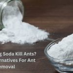 Does Baking Soda Kill Ants? Best 5 Alternatives For Ant Removal