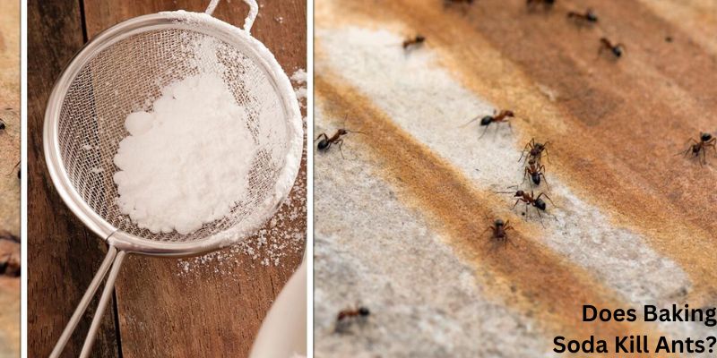 Does Baking Soda Kill Ants?