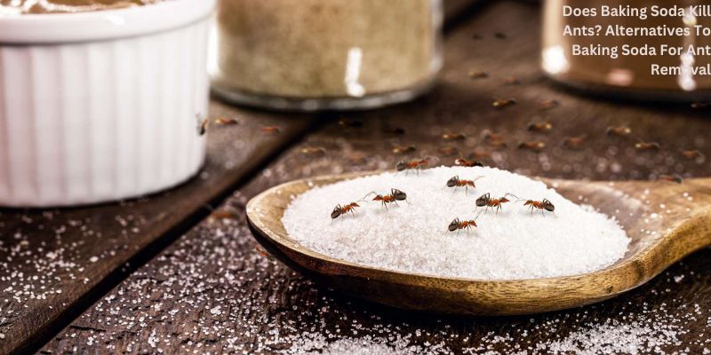 Does Baking Soda Kill Ants? Alternatives To Baking Soda For Ant Removal