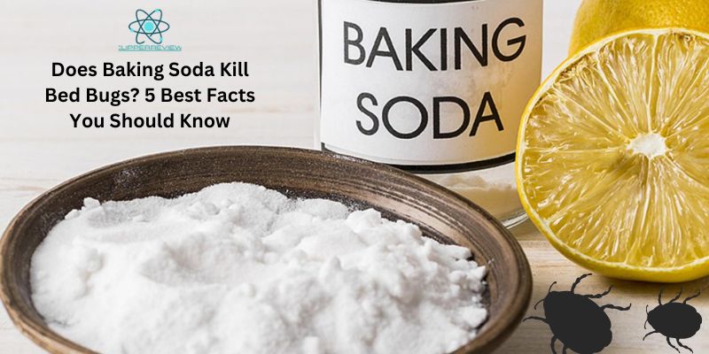 Does Baking Soda Kill Bed Bugs? 5 Best Facts You Should Know