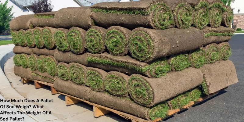 How Much Does A Pallet Of Sod Weigh? What Affects The Weight Of A Sod Pallet?