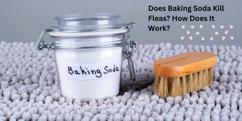Does Baking Soda Kill Fleas? How Does It Work?