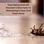 Does Baking Soda Kill Roaches? 2 Best Facts To Maintaining A Clean And Fresh Home