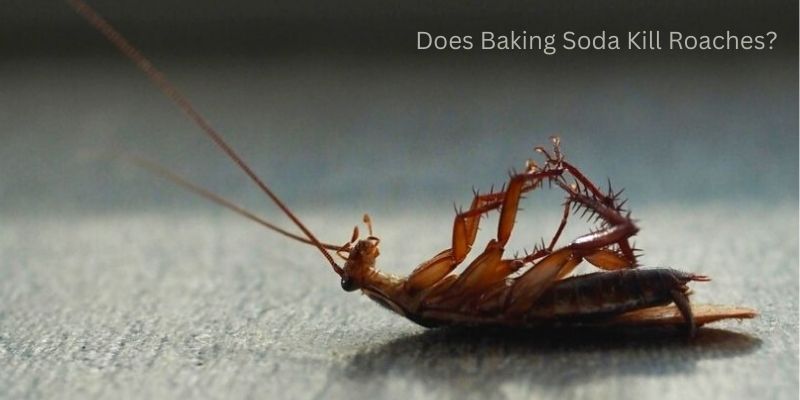 Does Baking Soda Kill Roaches?