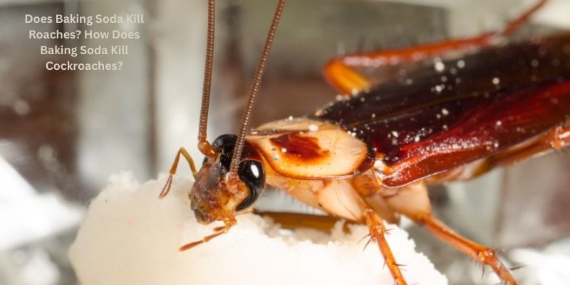 Does Baking Soda Kill Roaches? How Does Baking Soda Kill Cockroaches?